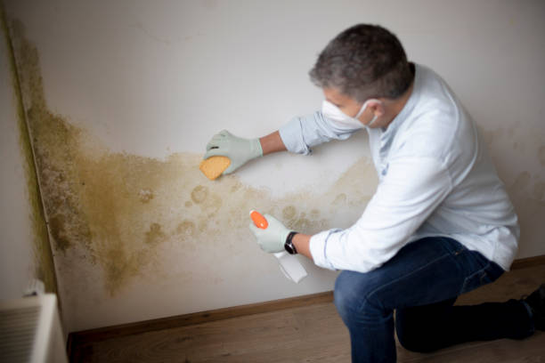 Professional Mold Removal in Latimer, MS