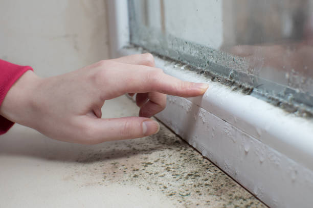 Best Mold Odor Removal Services  in Latimer, MS